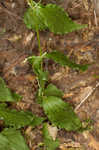 Blue ridge catchfly